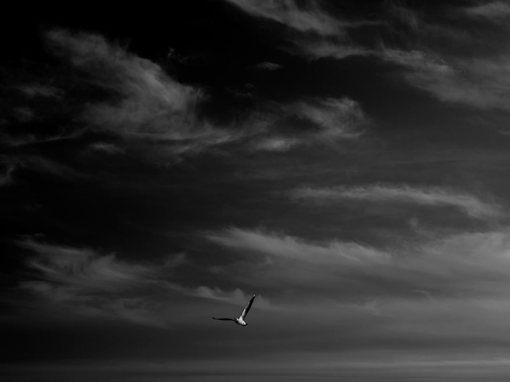 Lone Seagull